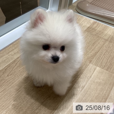 ポメラニアンの写真