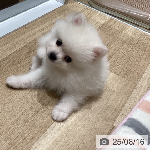 ポメラニアンの写真