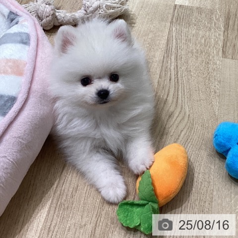 ポメラニアンの写真
