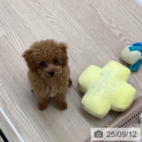 トイ・プードルの写真