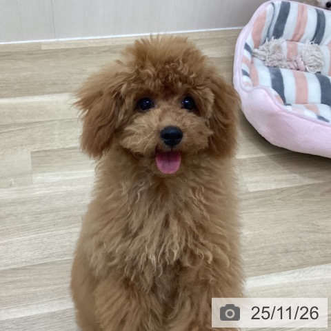 トイ・プードルの写真