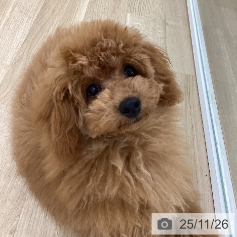 トイ・プードルの写真