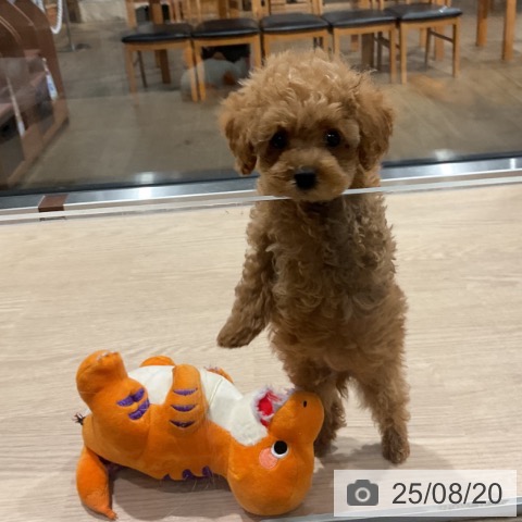 トイ・プードルの写真