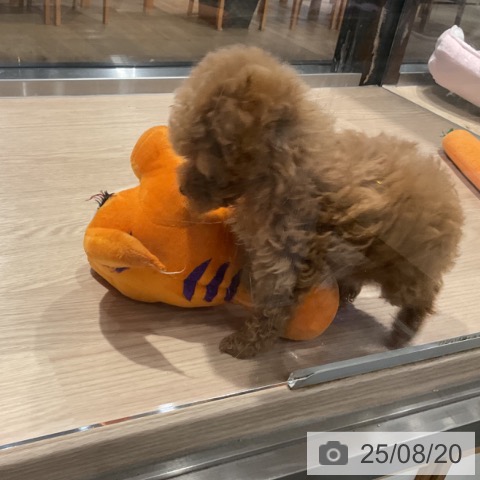 トイ・プードルの写真