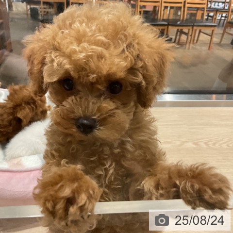 トイ・プードルの写真