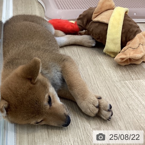 柴の写真