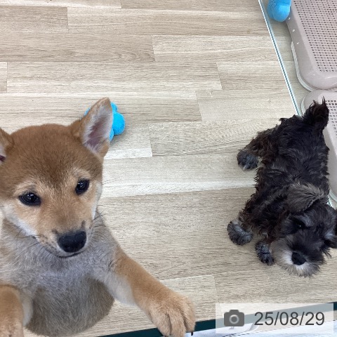 柴の写真