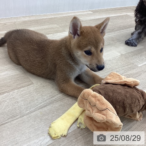 柴の写真