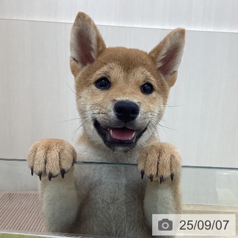 柴の写真