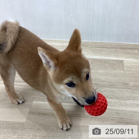 柴の写真