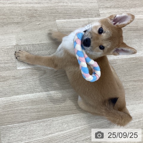 柴の写真