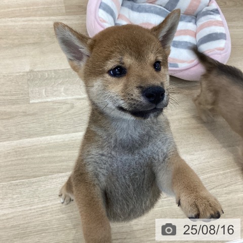 柴の写真