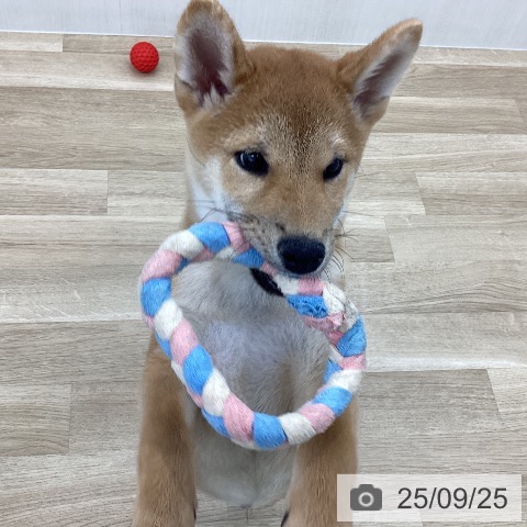 柴の写真