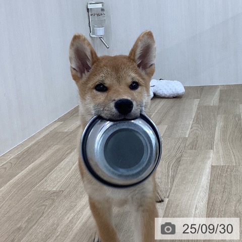 柴の写真