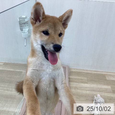 柴の写真