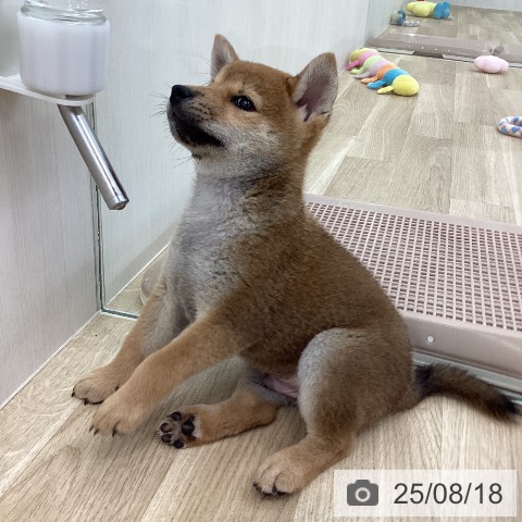 柴の写真