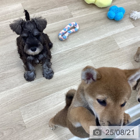 柴の写真
