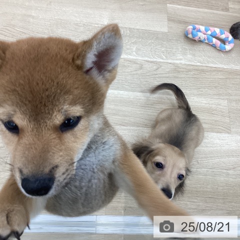 柴の写真