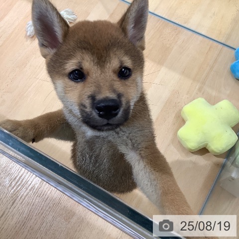 柴の写真