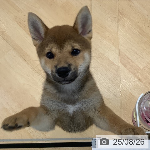 柴の写真