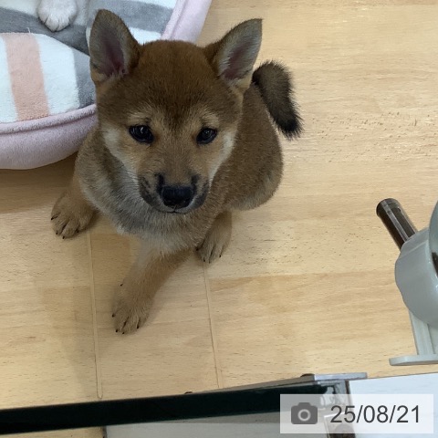 柴の写真