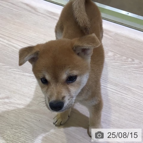 柴の写真