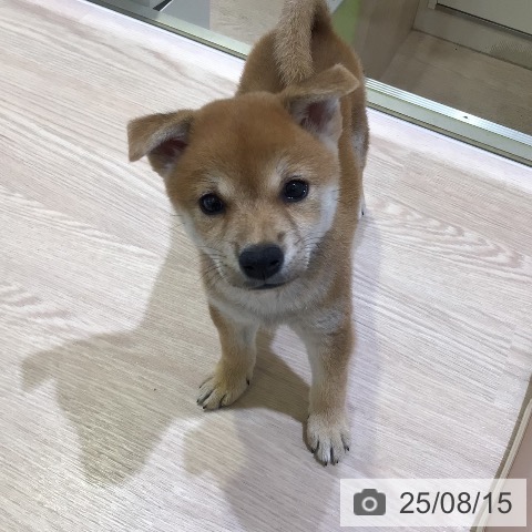 柴の写真