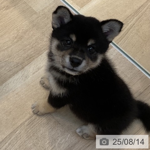 柴の写真