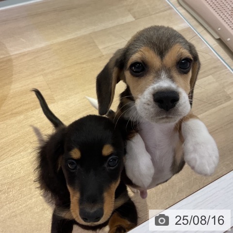 ビーグルの写真