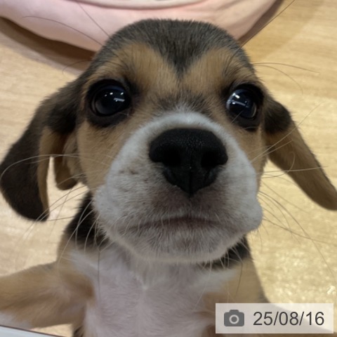 ビーグルの写真