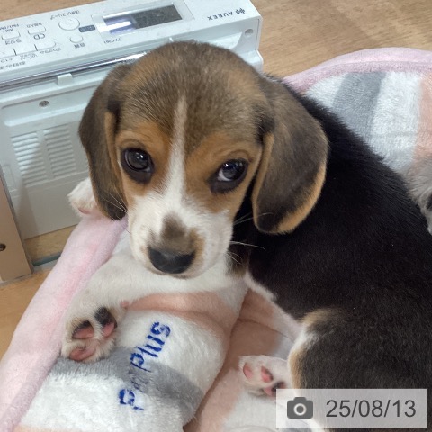 ビーグルの写真