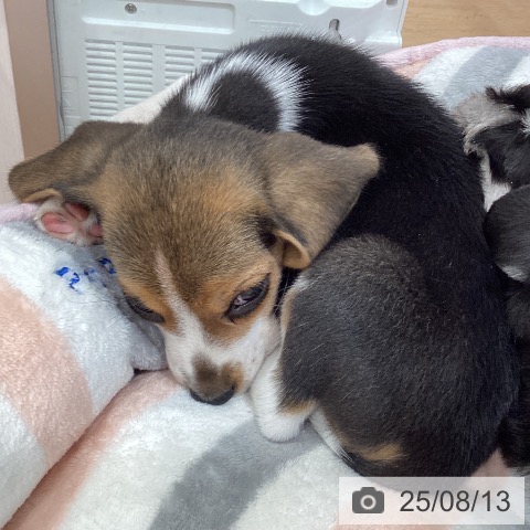 ビーグルの写真