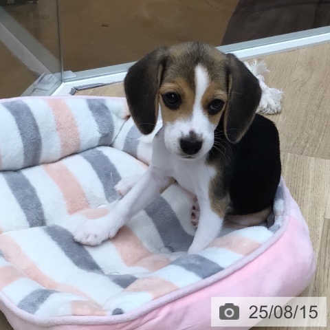 ビーグルの写真