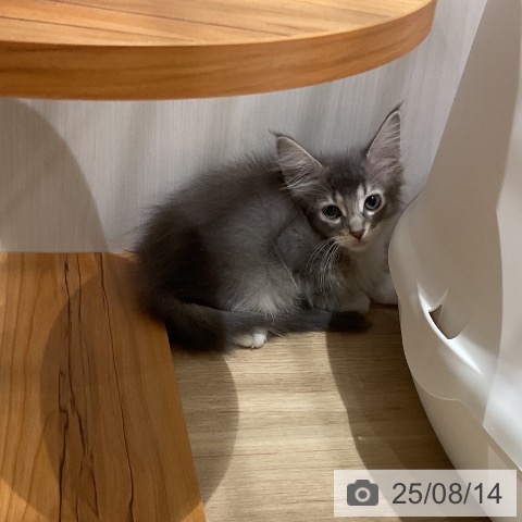 サイベリアンの写真