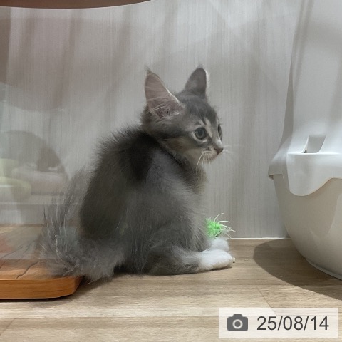 サイベリアンの写真