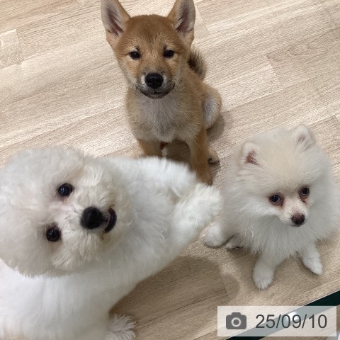 ビション・フリーゼの写真