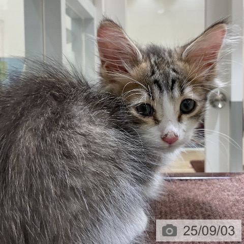 サイベリアンの写真