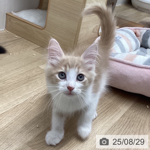 サイベリアンの写真