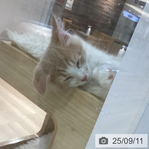 サイベリアンの写真