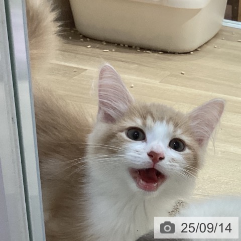 サイベリアンの写真