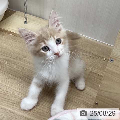 サイベリアンの写真