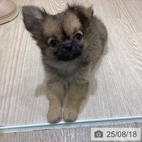 チワワの写真