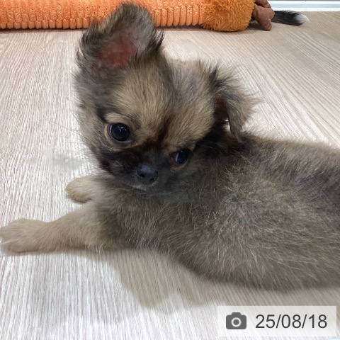 チワワの写真