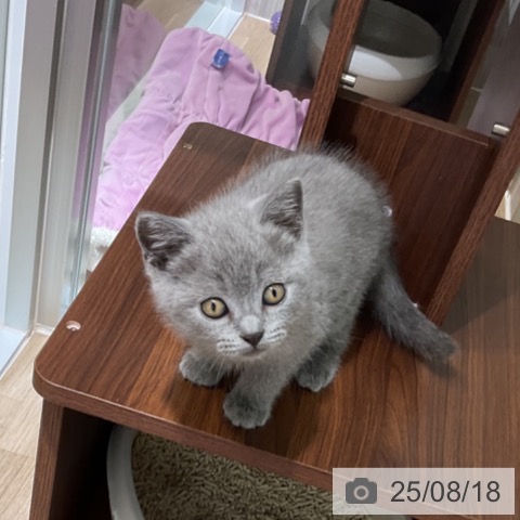 スコティッシュフォールドの写真