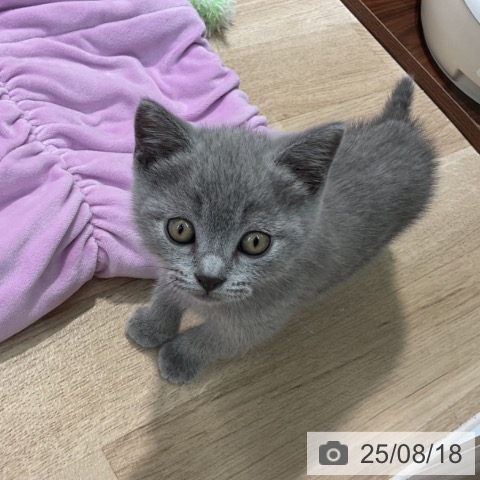 スコティッシュフォールドの写真