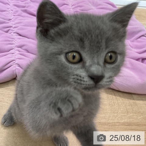 スコティッシュフォールドの写真