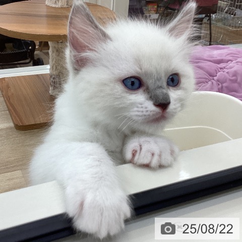 ラグドールの写真