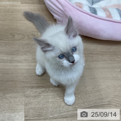 ラグドールの写真