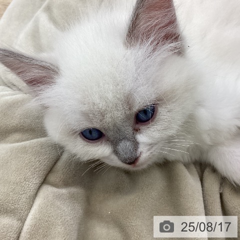 ラグドールの写真