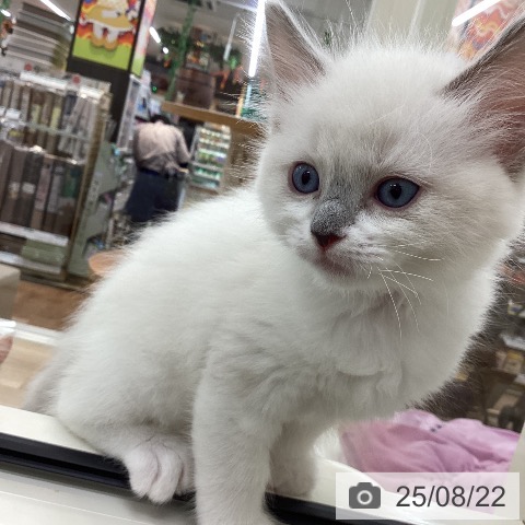 ラグドールの写真